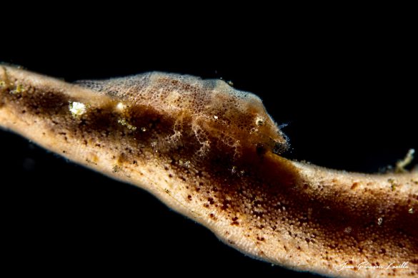 Cryptic Sponge Shrimp (Gelastocaris paronae)