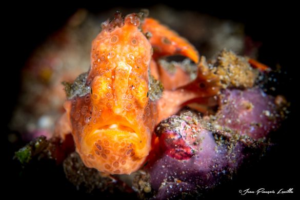 Orange Frogfish