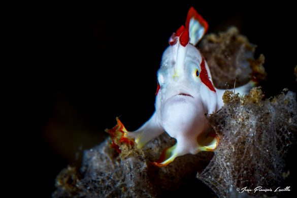 Painted Frogfish