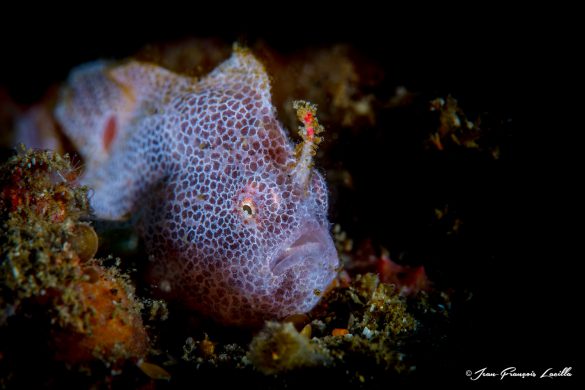 Purple Frogfish