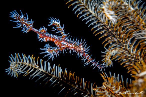 Hornet Ghost Pipefish (Solenostomus paradoxus)