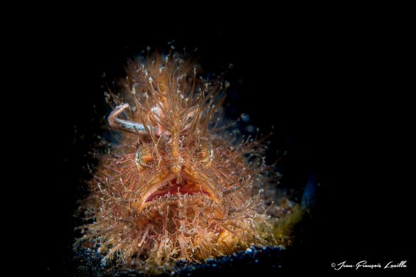 Hairy Frogfish