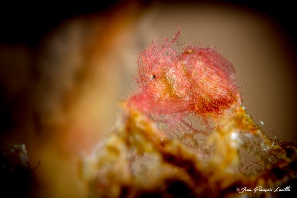 Hairy Shrimp Red (Phycocaris simulans)