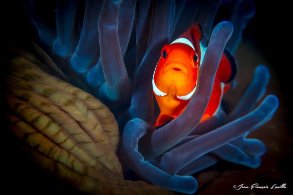 Anemonefish