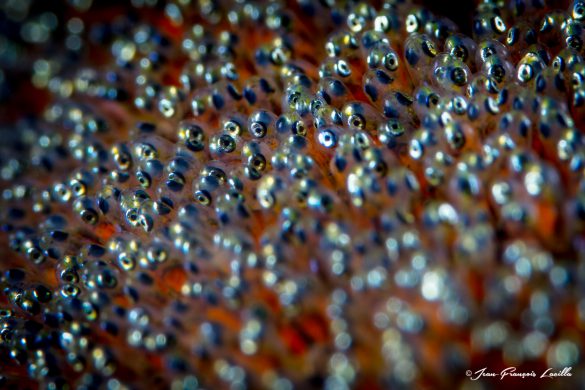 Anemonefish Eggs