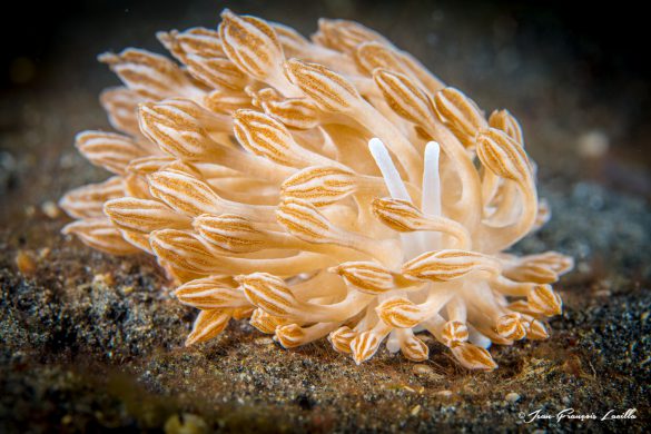 Nudibranche (Phyllodesmium Rudmani )