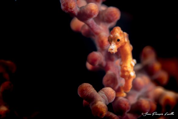 Denise Pigmy Seahorse