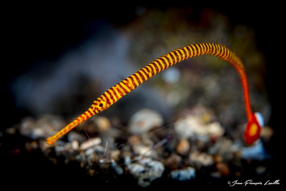 Yellow banded pipefish  (Doryrhamphus pessuliferus)