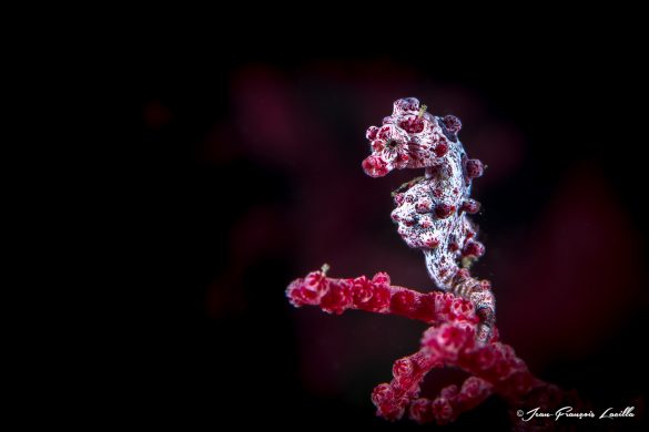 Pygmy Seahorse Red