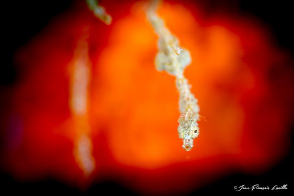 Seahorse Dragon Lembeh