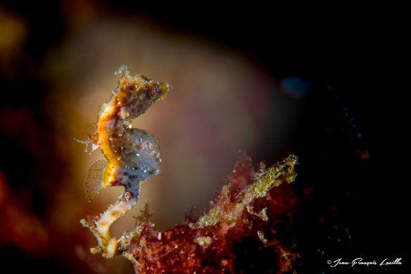 Seahorse Pantohi