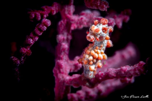 Seahorse Pigmy orange