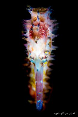 Seahorse Histrix ( Hippocampus histrix)