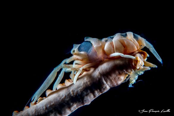 Coral Shrimp