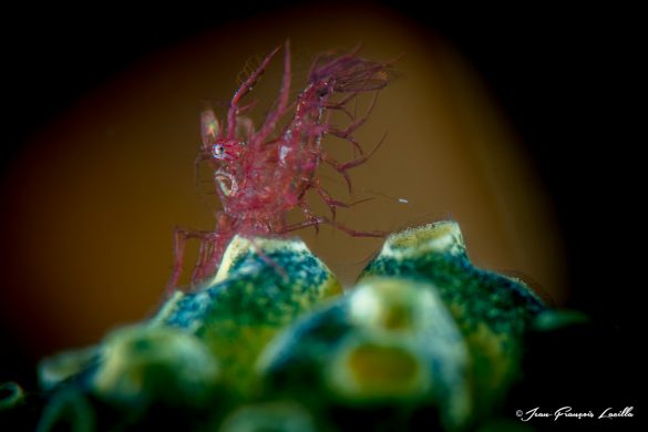 Hairy Shrimp (Phycocaris simulans)