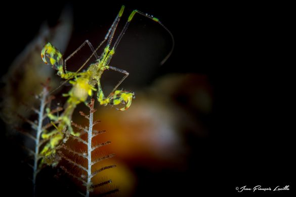 Skeleton Shrimp (Caprella spp.)