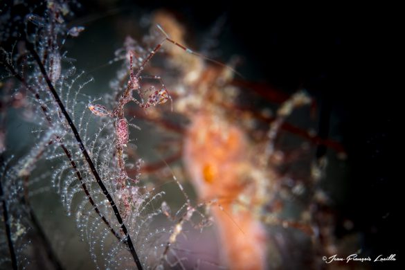 Skeleton Shrimp II